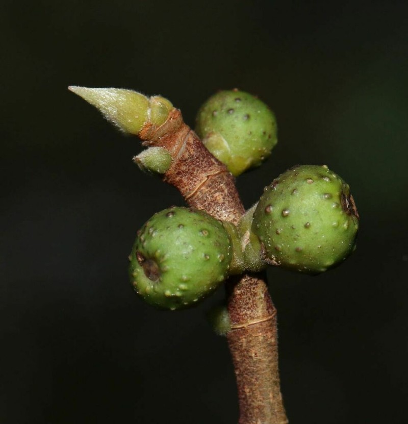 Ficus talbotii photo 7