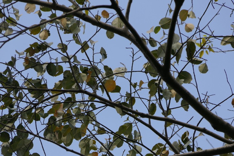 Ficus talbotii photo 8