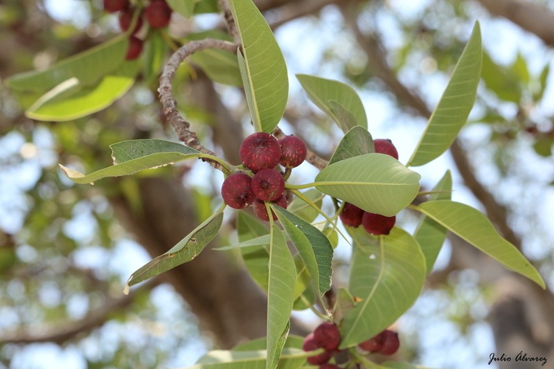 Ficus tamayoana