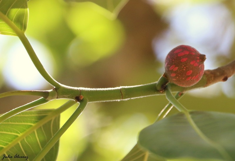 Ficus tamayoana photo 2