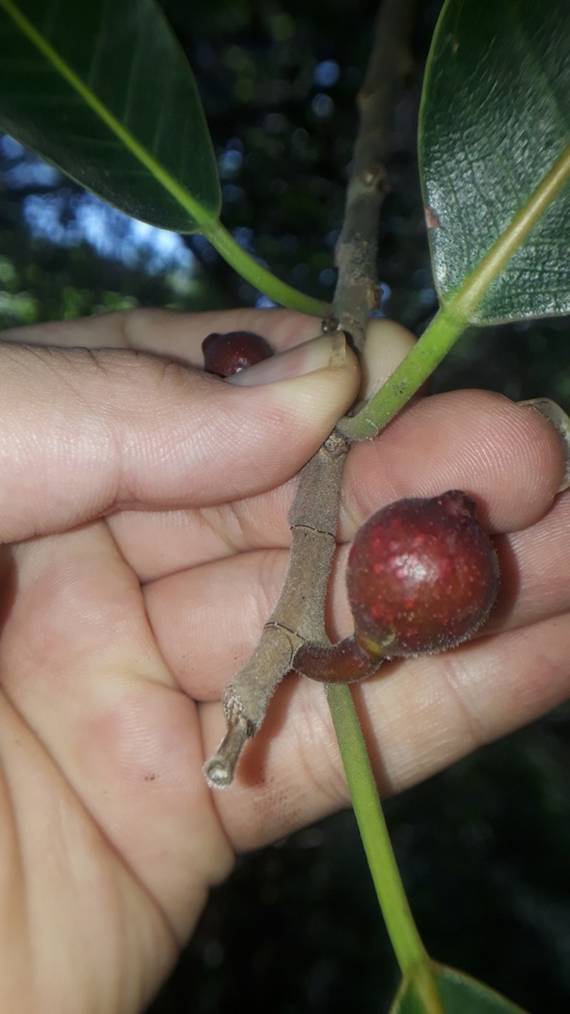 Ficus tamayoana photo 3