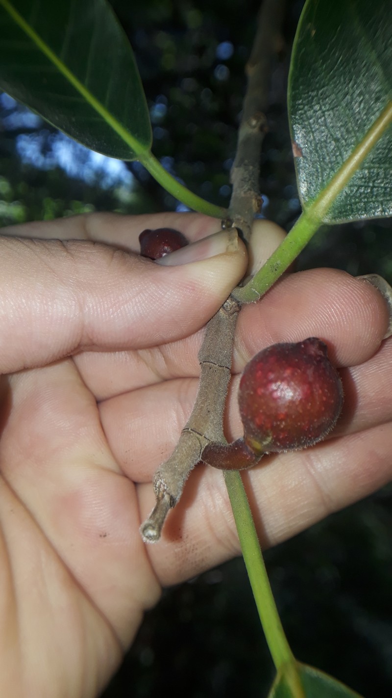 Ficus tamayoana photo 4