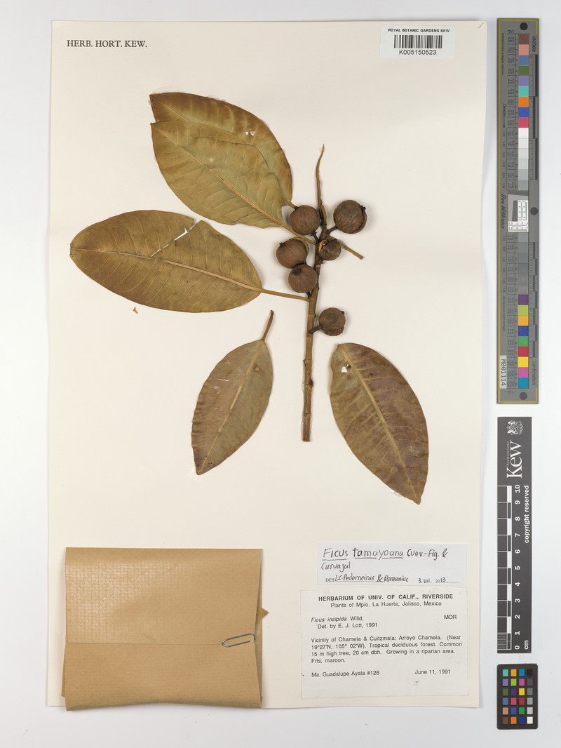 Ficus tamayoana photo 5