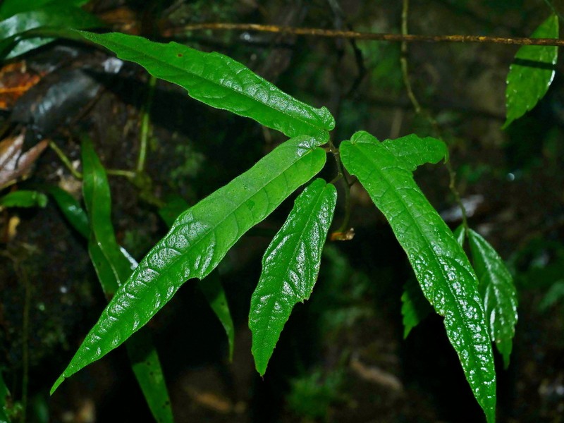 Ficus tannoensis photo 2