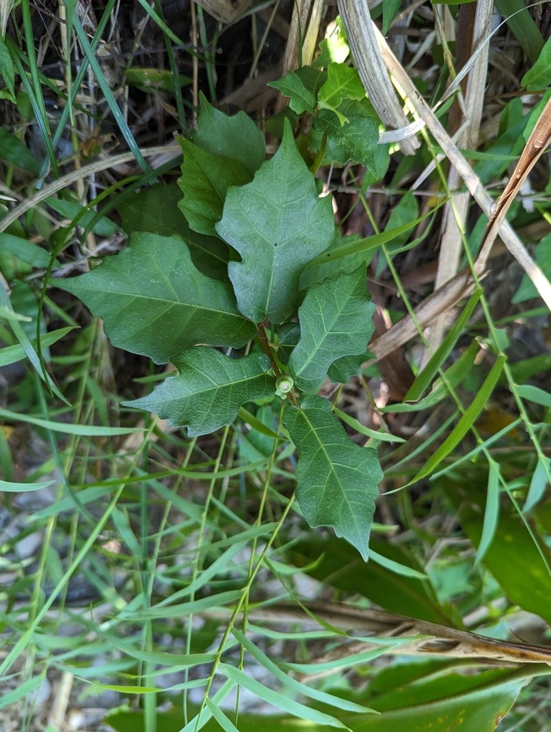 Ficus tannoensis photo 3