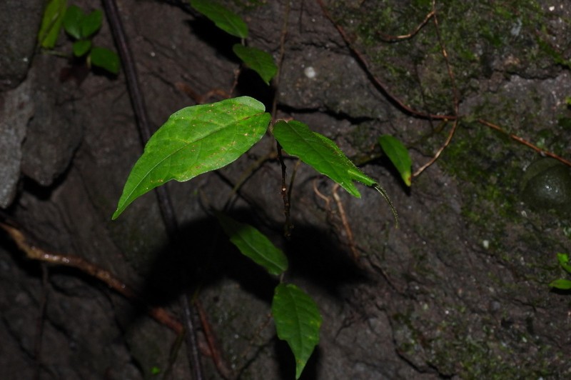Ficus tannoensis photo 5