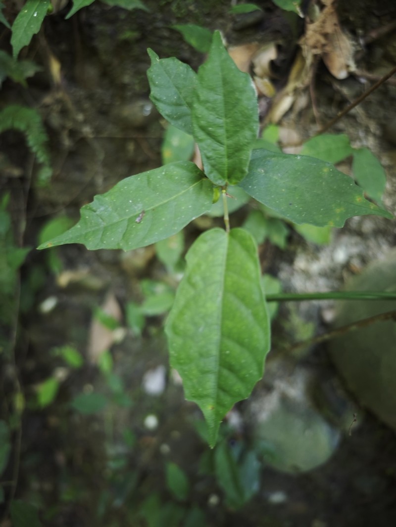 Ficus tannoensis photo 6