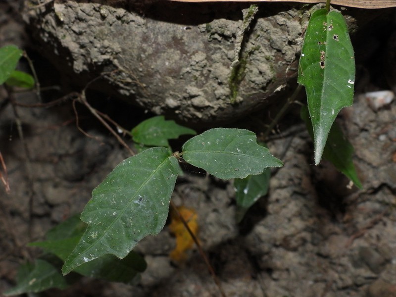 Ficus tannoensis photo 7