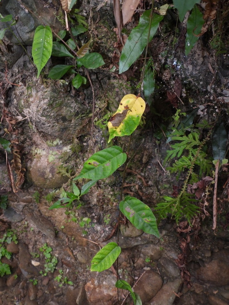 Ficus tannoensis photo 8