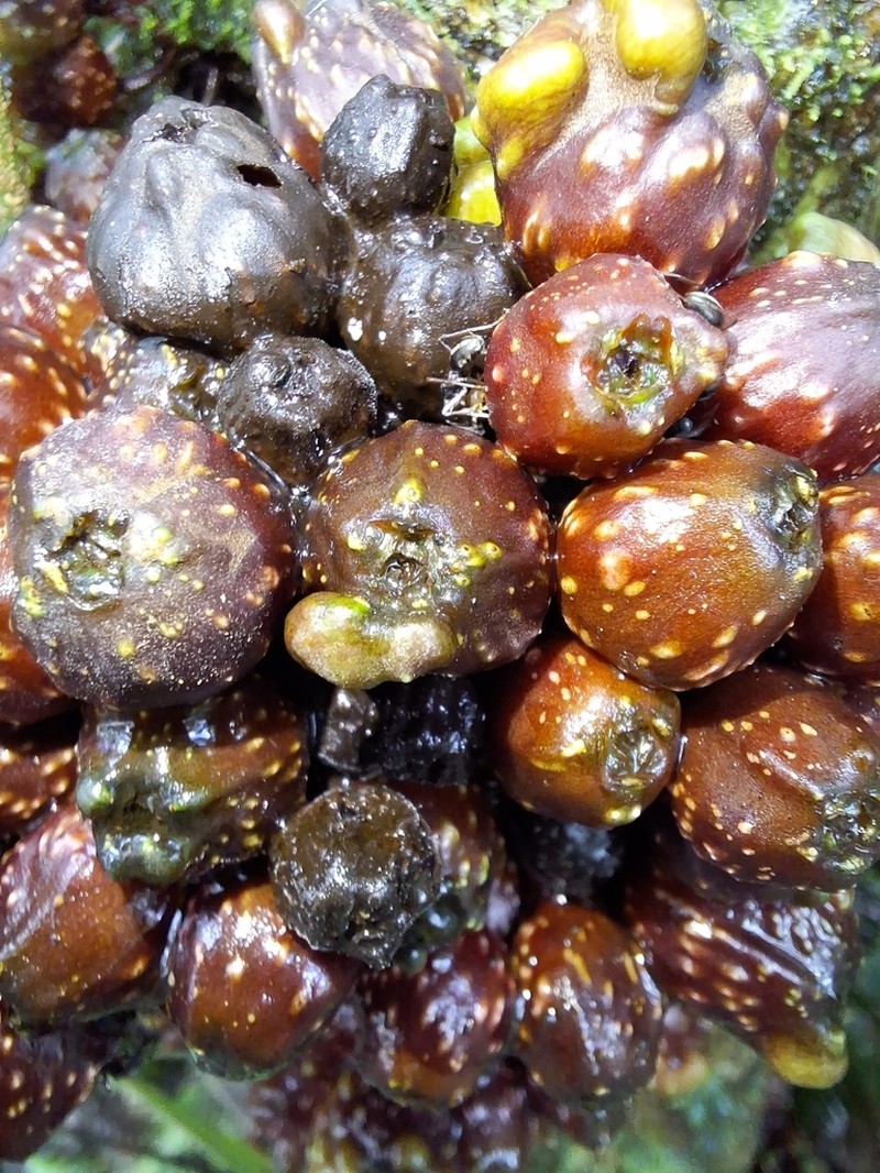 Ficus tarennifolia photo 2