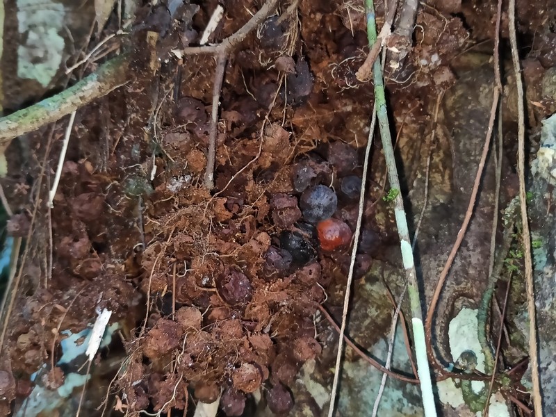 Ficus tarennifolia photo 3