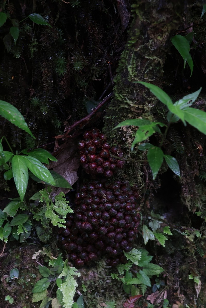 Ficus tarennifolia photo 7