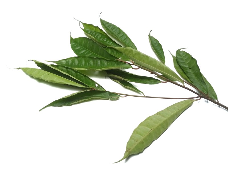 Ficus tarennifolia photo 8