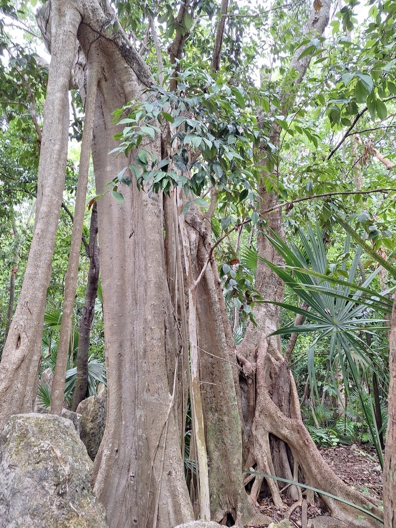 Ficus tecolutensis