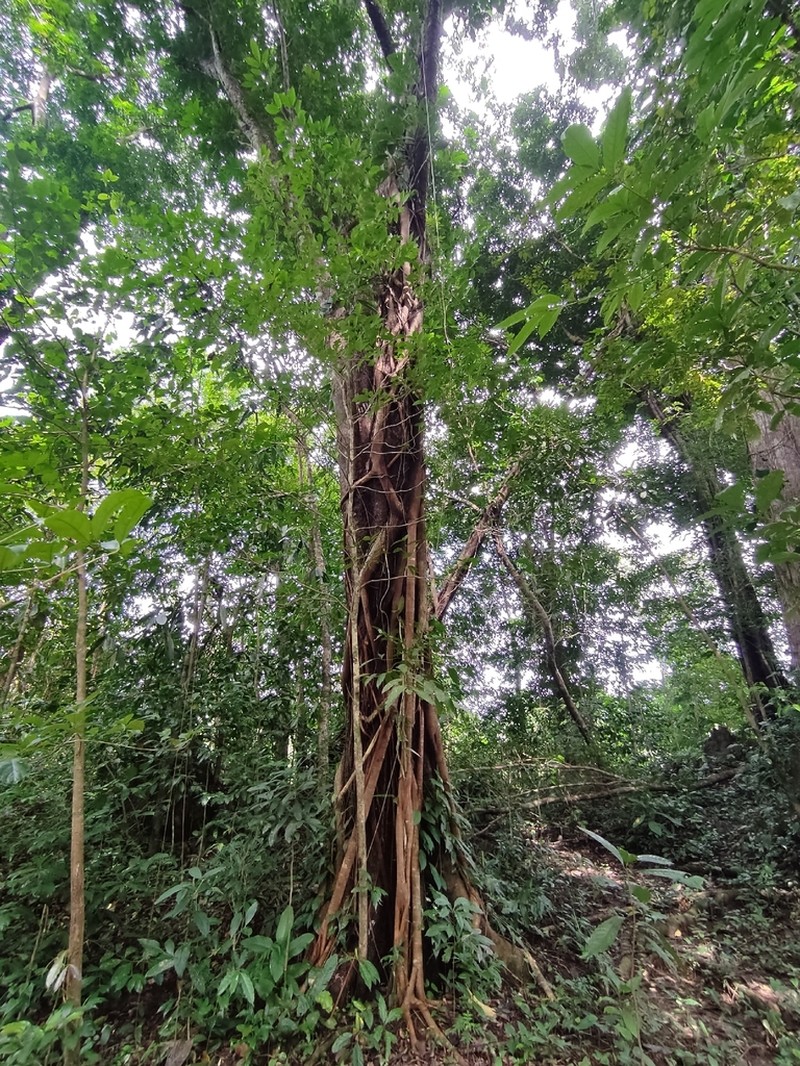 Ficus tecolutensis photo 2