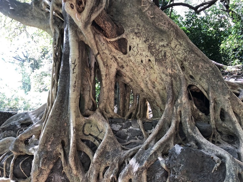 Ficus tecolutensis photo 3