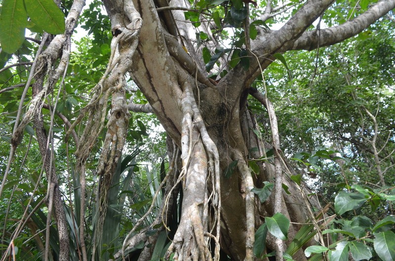 Ficus tecolutensis photo 4
