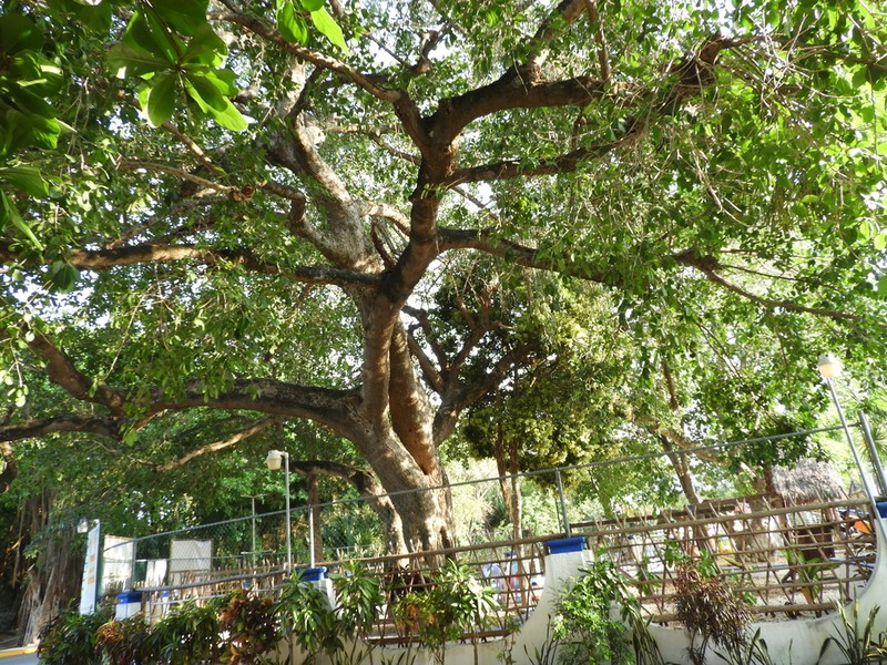 Ficus tecolutensis photo 5