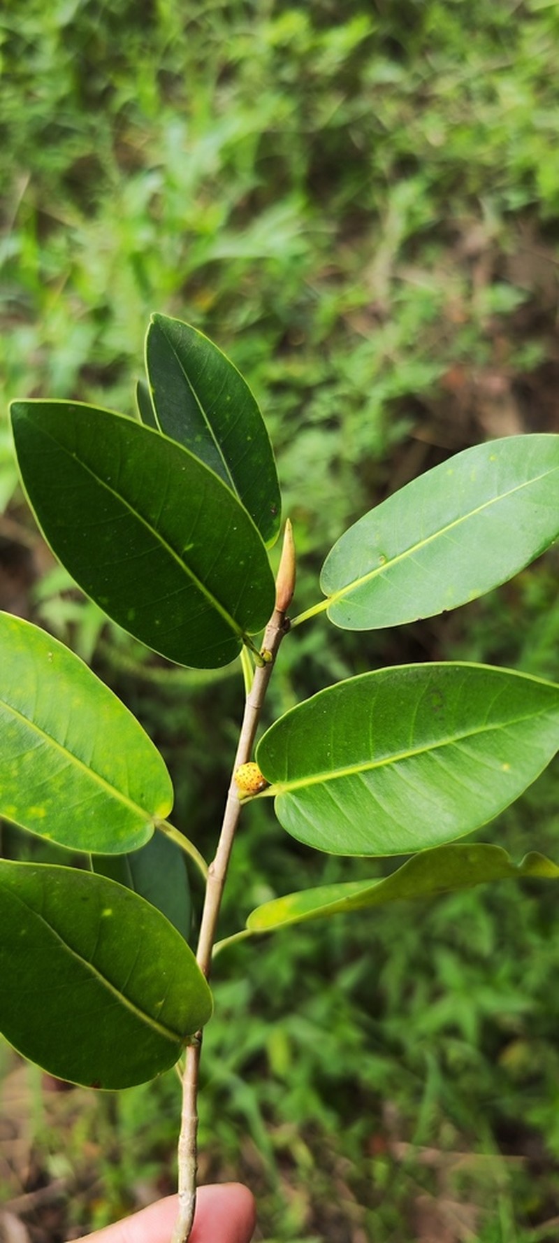 Ficus tecolutensis photo 6