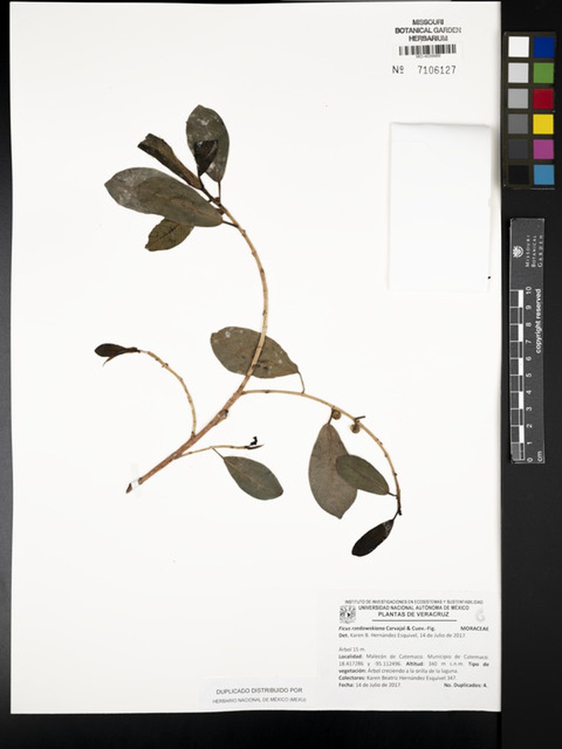 Ficus tecolutensis photo 7