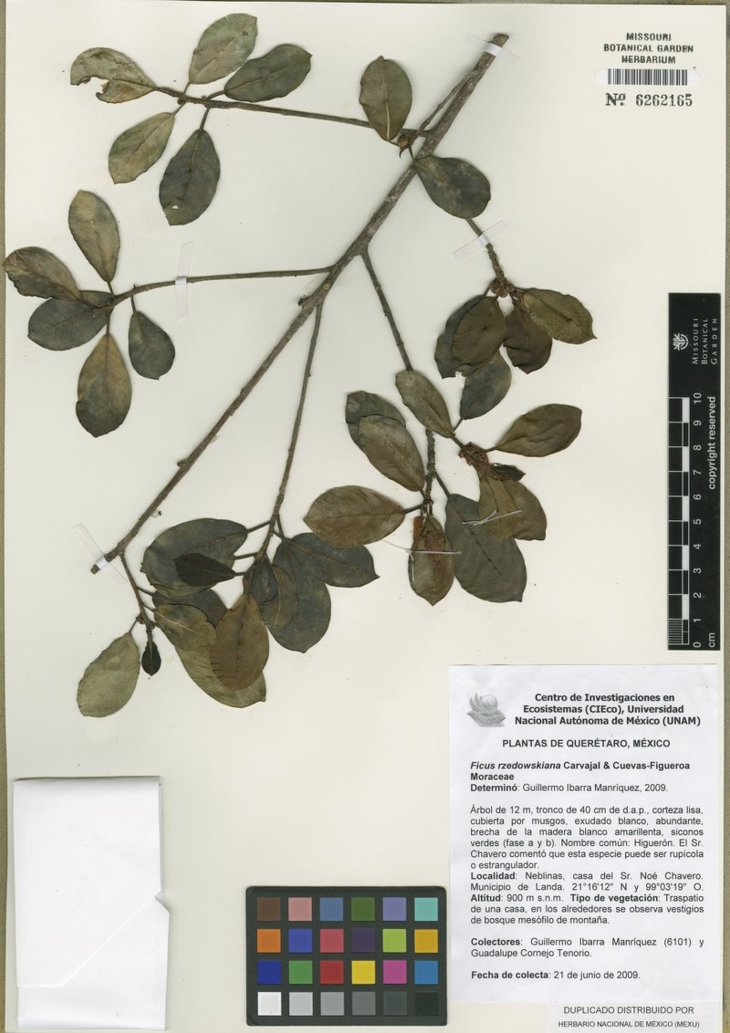Ficus tecolutensis photo 8