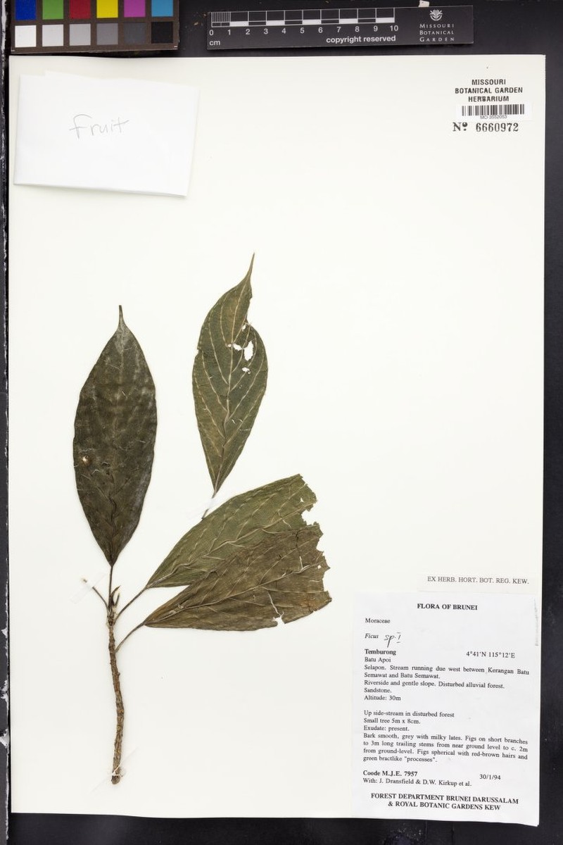 Ficus temburongensis