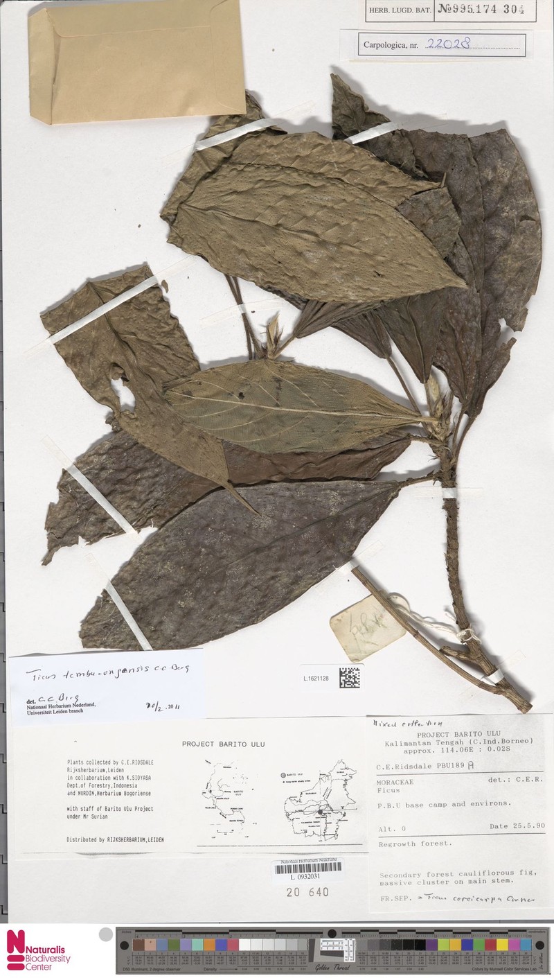 Ficus temburongensis photo 2