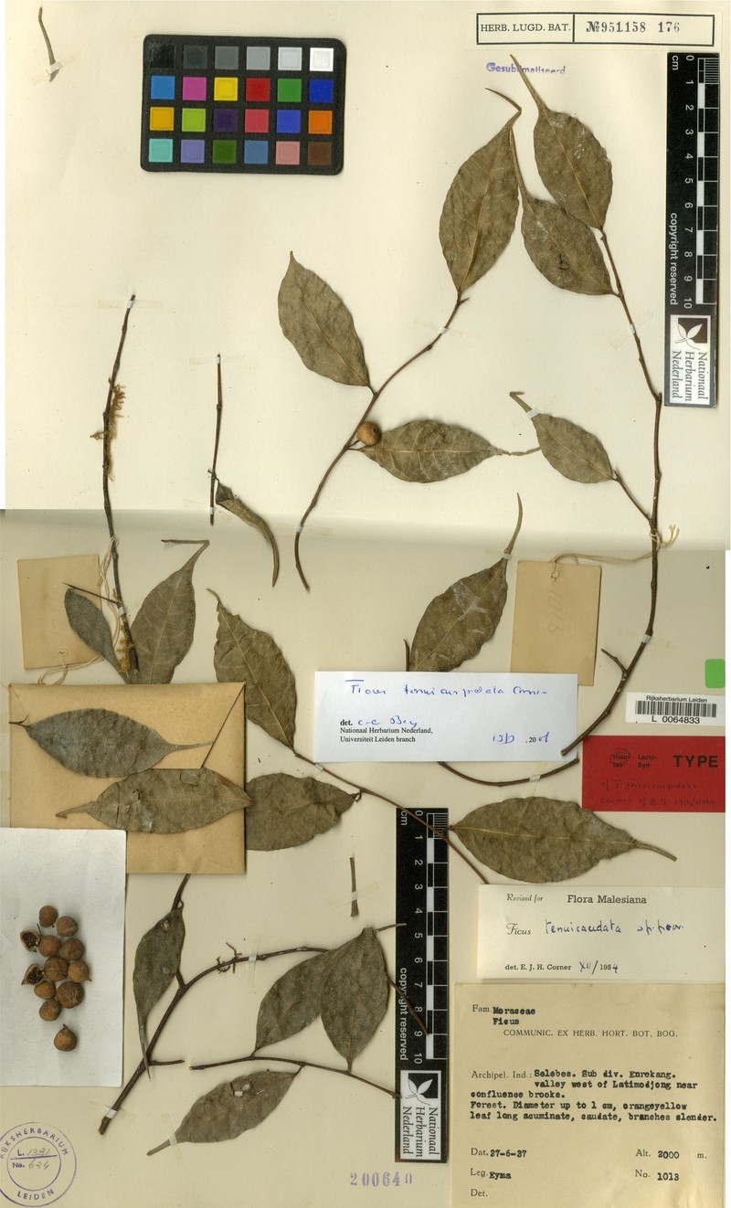 Ficus tenuicuspidata