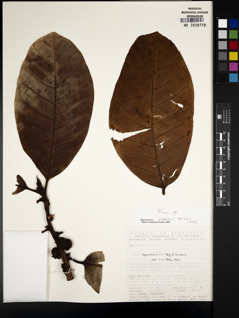 Ficus tepuiensis