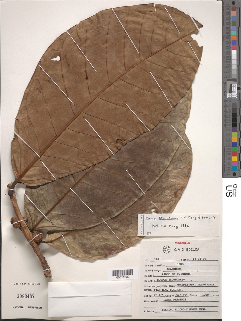 Ficus tepuiensis photo 2