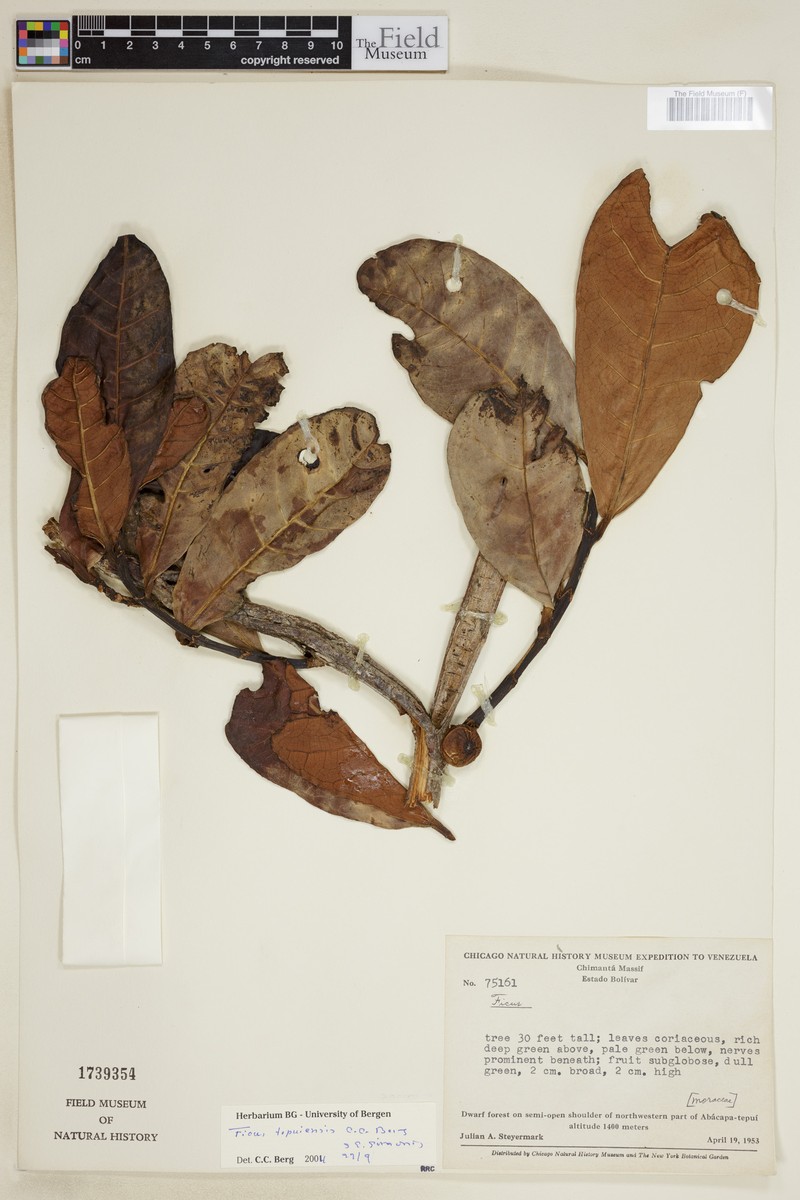 Ficus tepuiensis photo 3