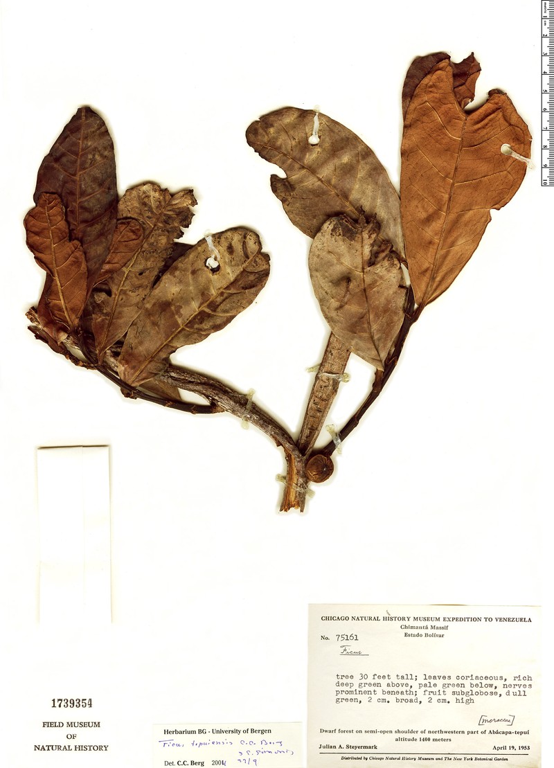 Ficus tepuiensis photo 4