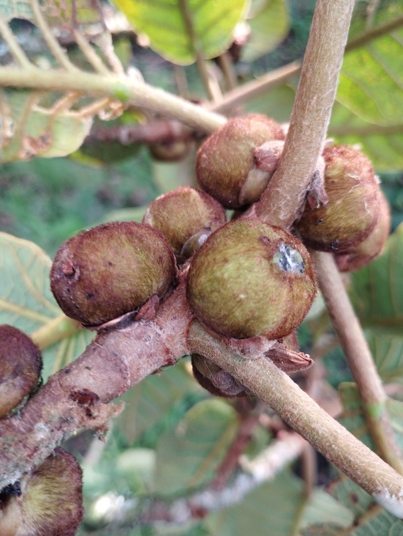 Ficus tequendamae