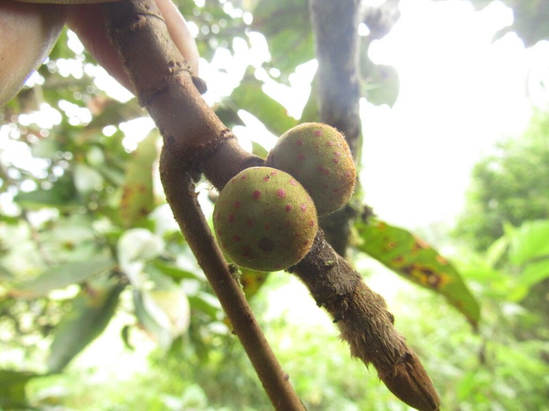 Ficus tequendamae photo 2