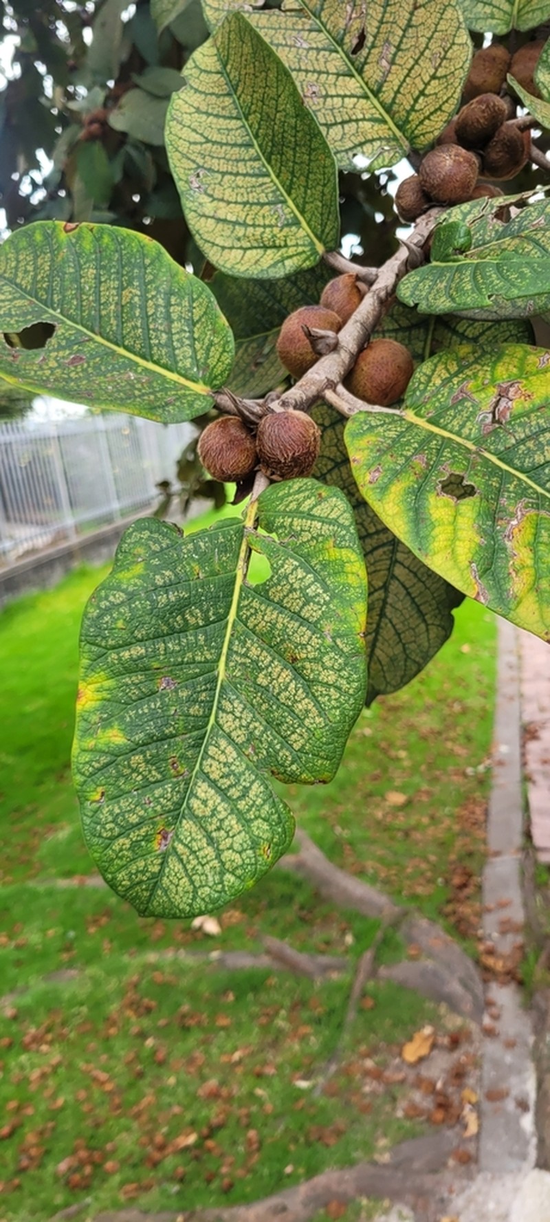 Ficus tequendamae photo 4