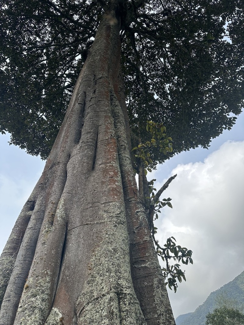 Ficus tequendamae photo 5