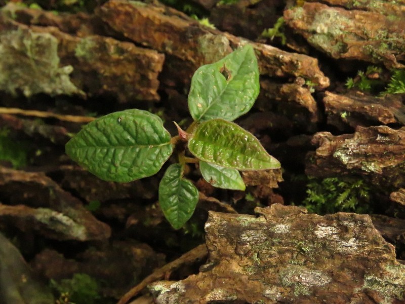 Ficus tequendamae photo 6