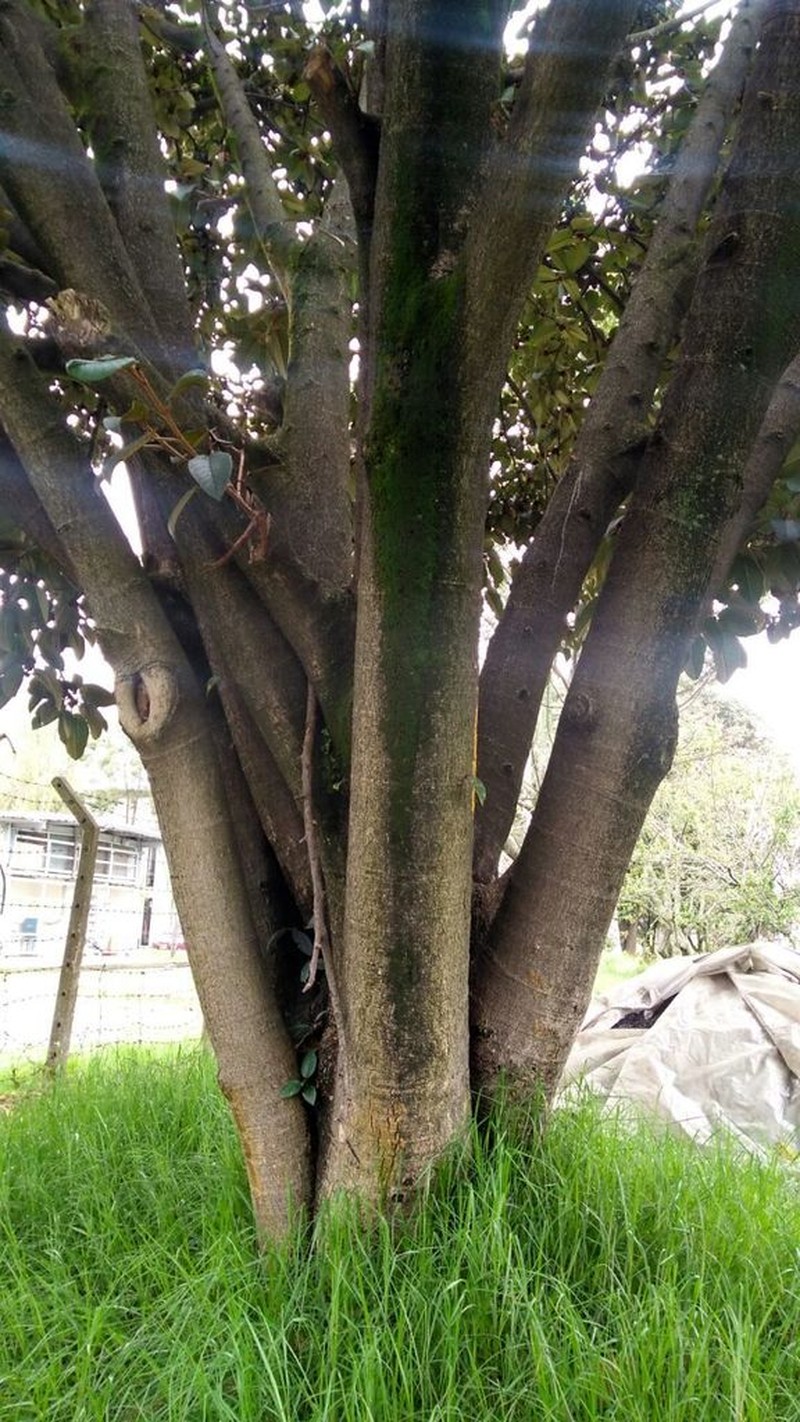 Ficus tequendamae photo 7