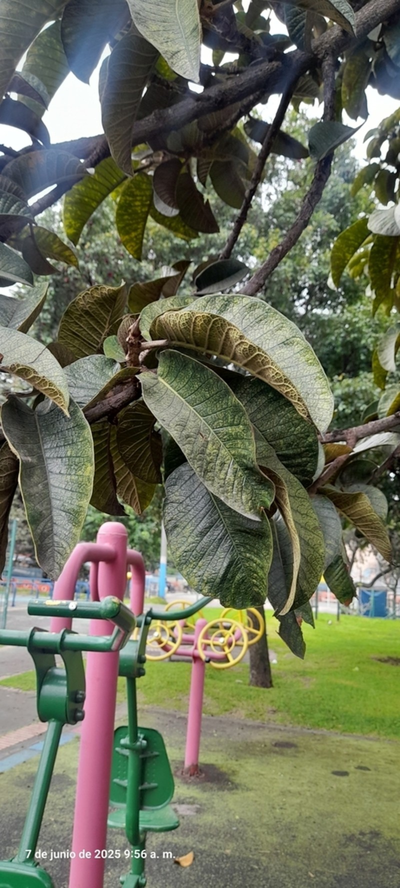 Ficus tequendamae photo 8
