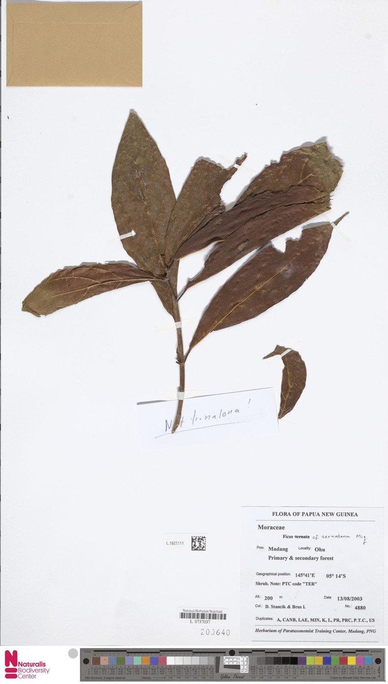 Ficus ternatana
