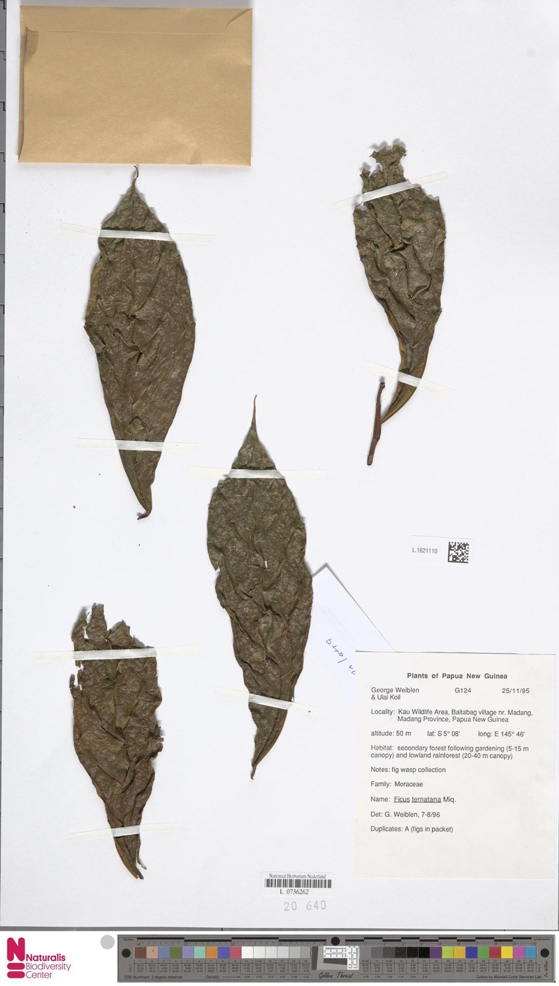 Ficus ternatana photo 2