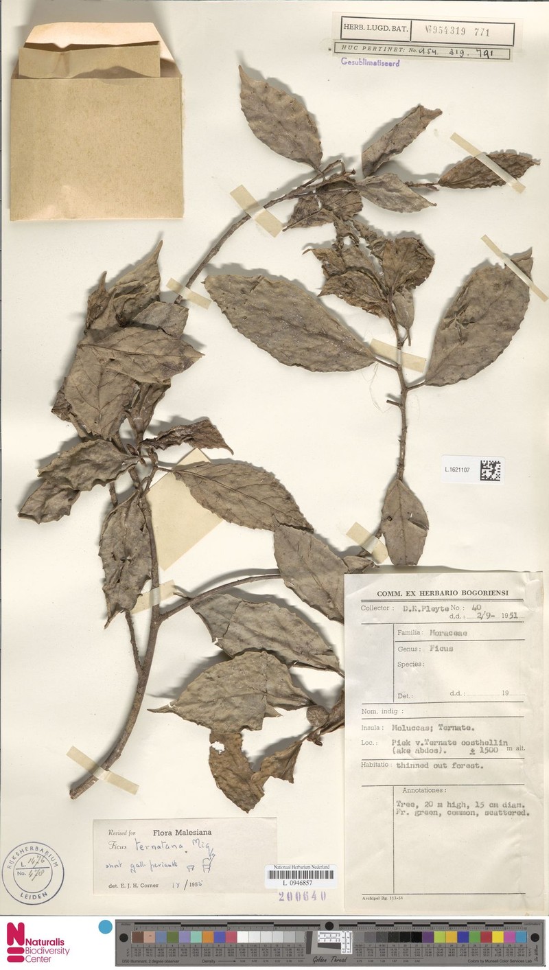 Ficus ternatana photo 3