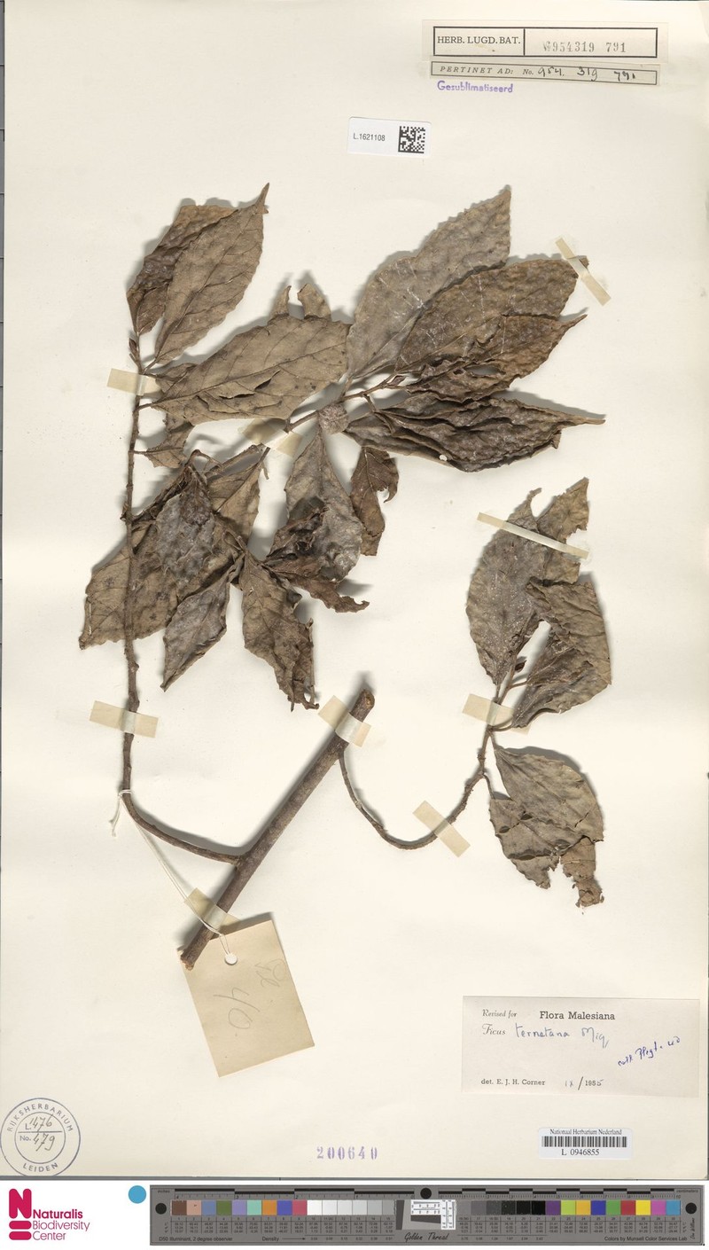 Ficus ternatana photo 4