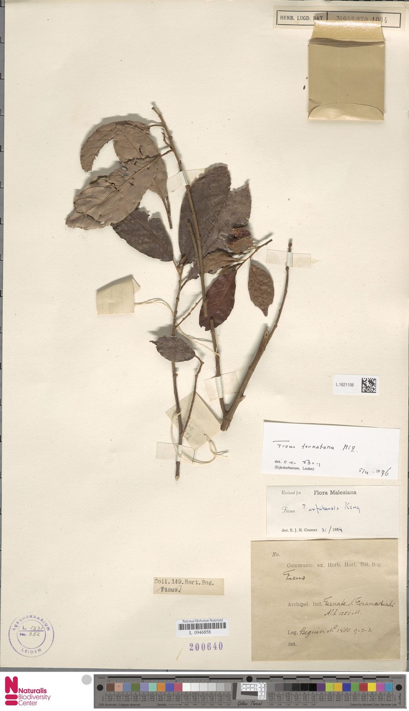 Ficus ternatana photo 5
