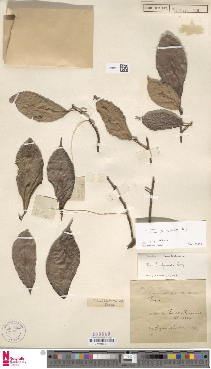 Ficus ternatana photo 6
