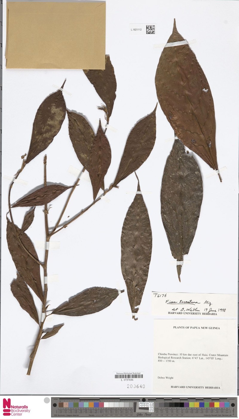 Ficus ternatana photo 8