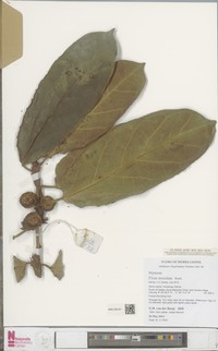 Ficus tesselata