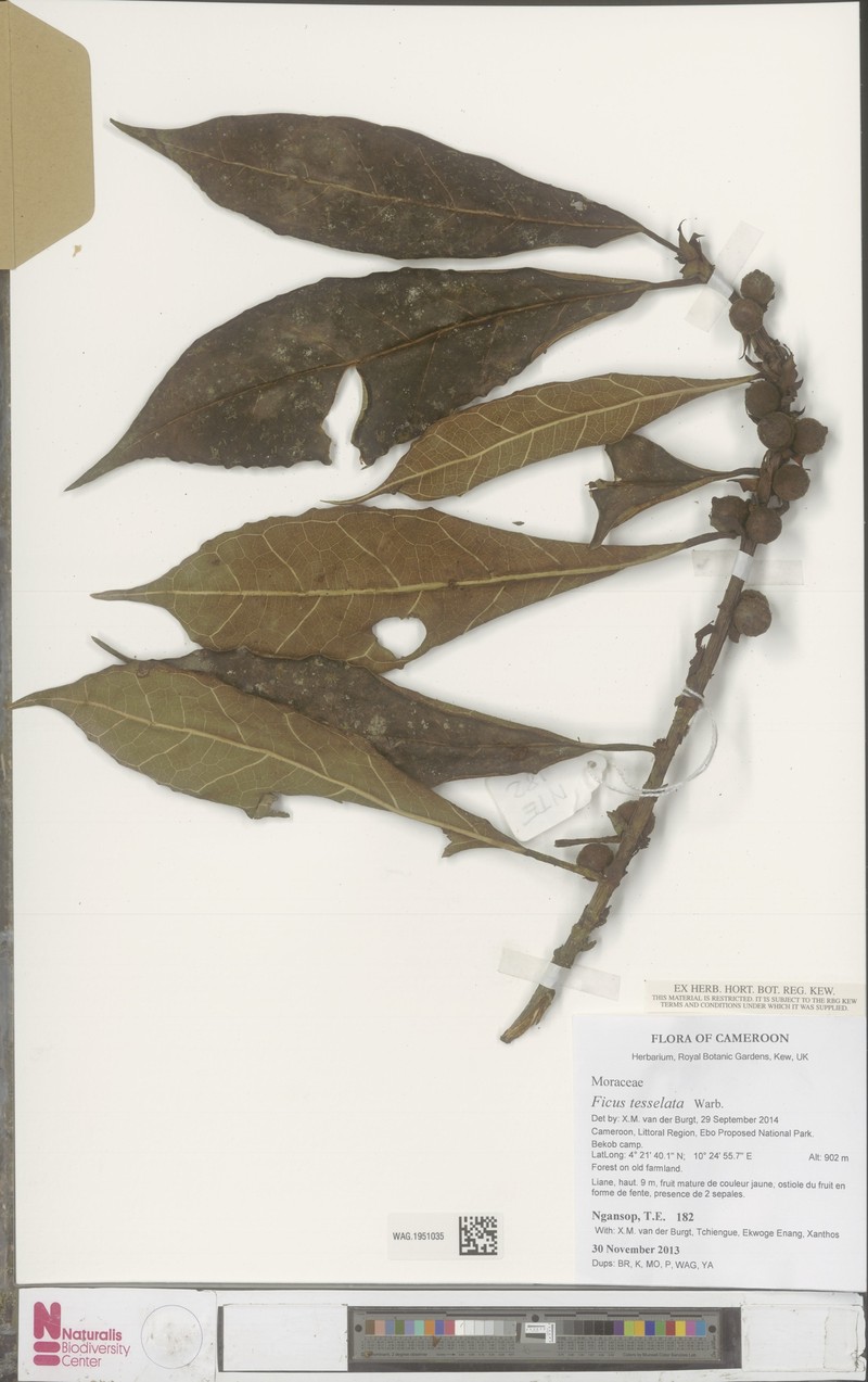 Ficus tesselata photo 2