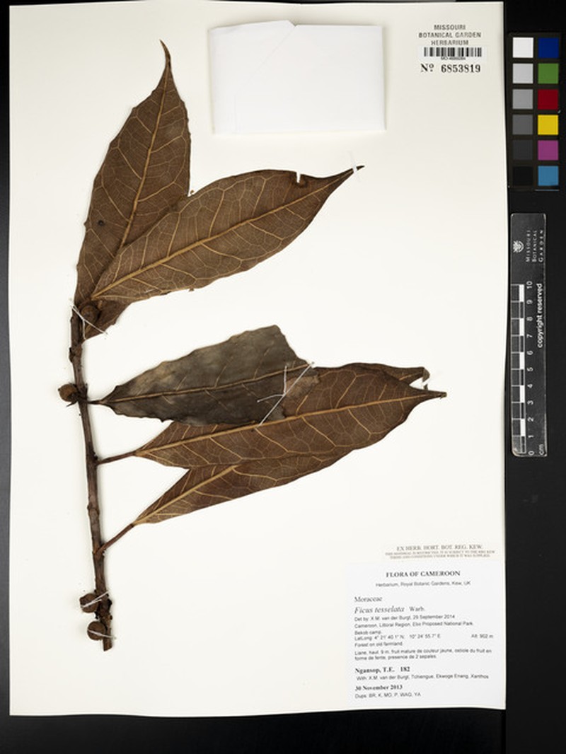 Ficus tesselata photo 3