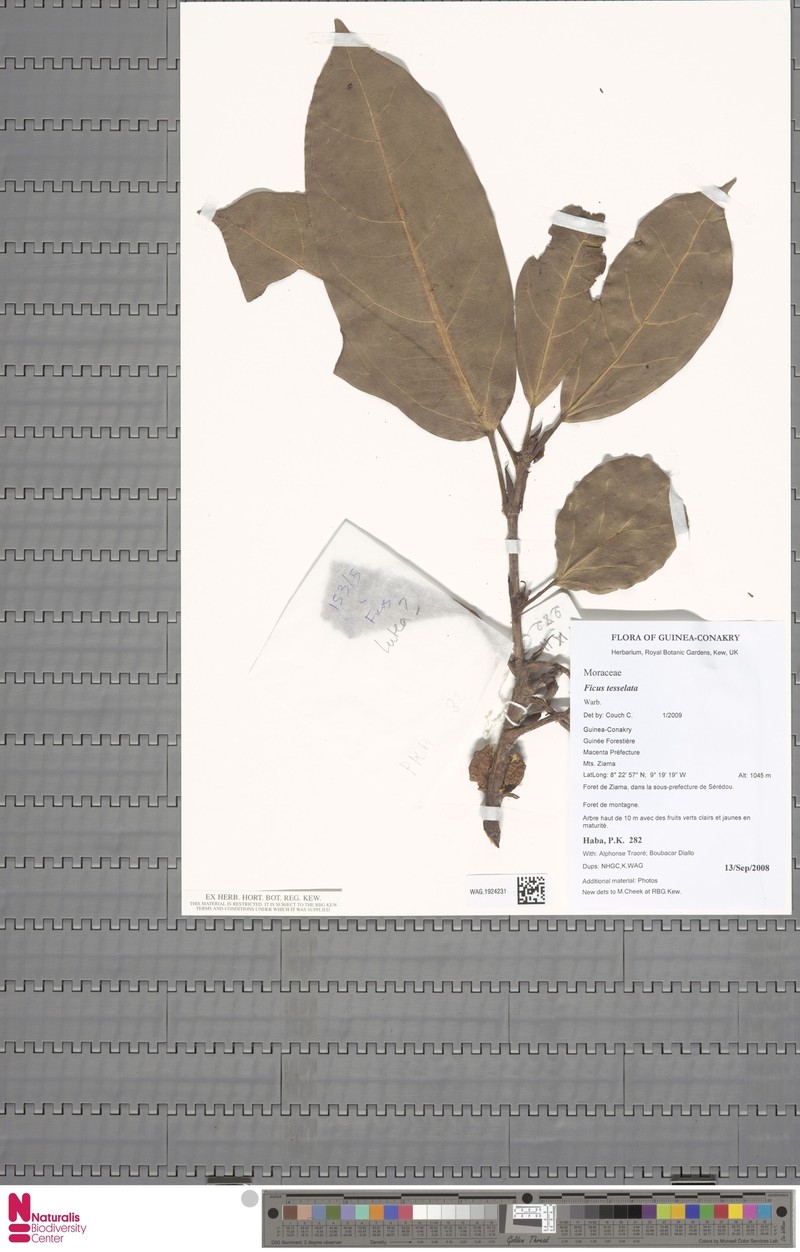 Ficus tesselata photo 4